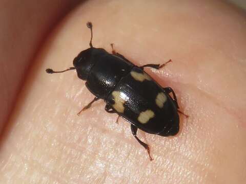 Image of Four-spotted Sap Beetle