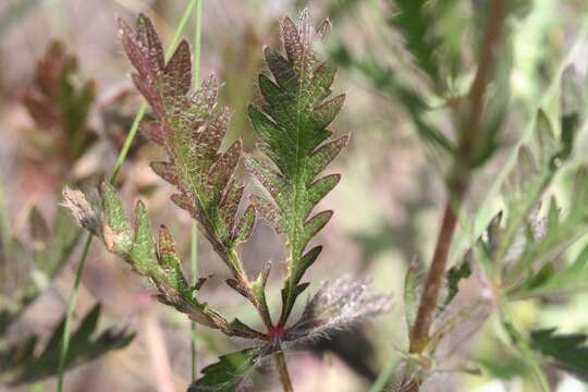 Image of Potentilla recta subsp. laciniosa (Kit. ex Nestler) Nyman