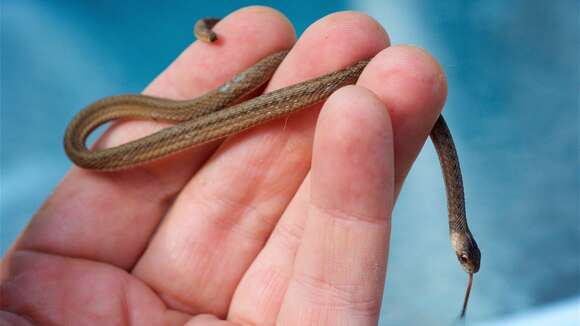 Image of Florida brown snake