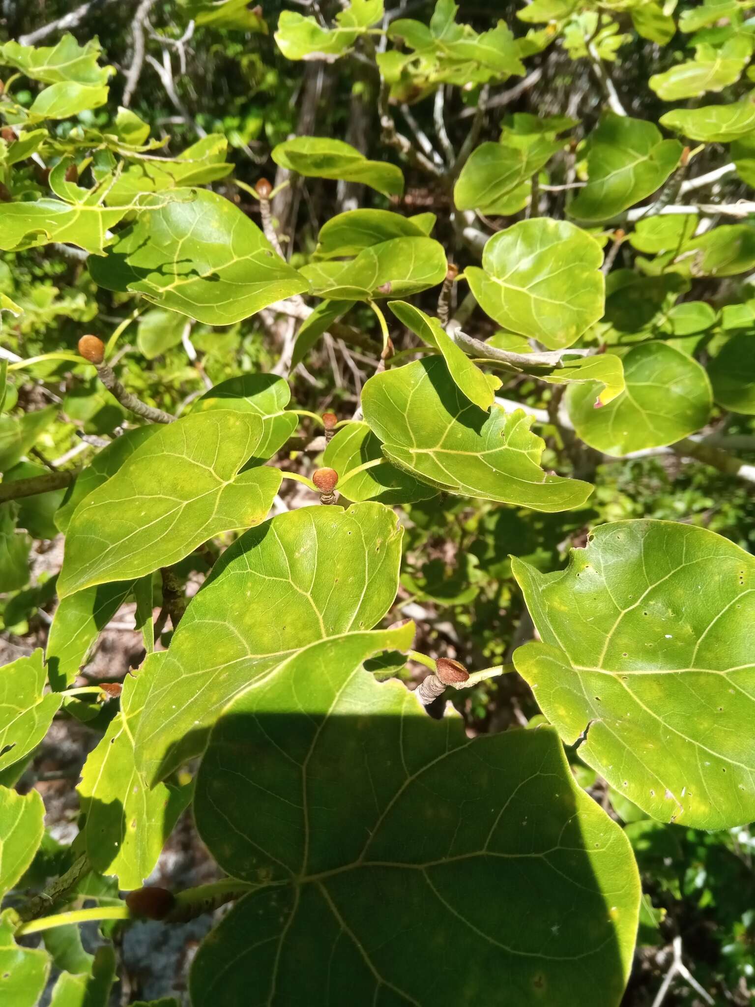 Imagem de Schizenterospermum majungense Homolle ex Arènes