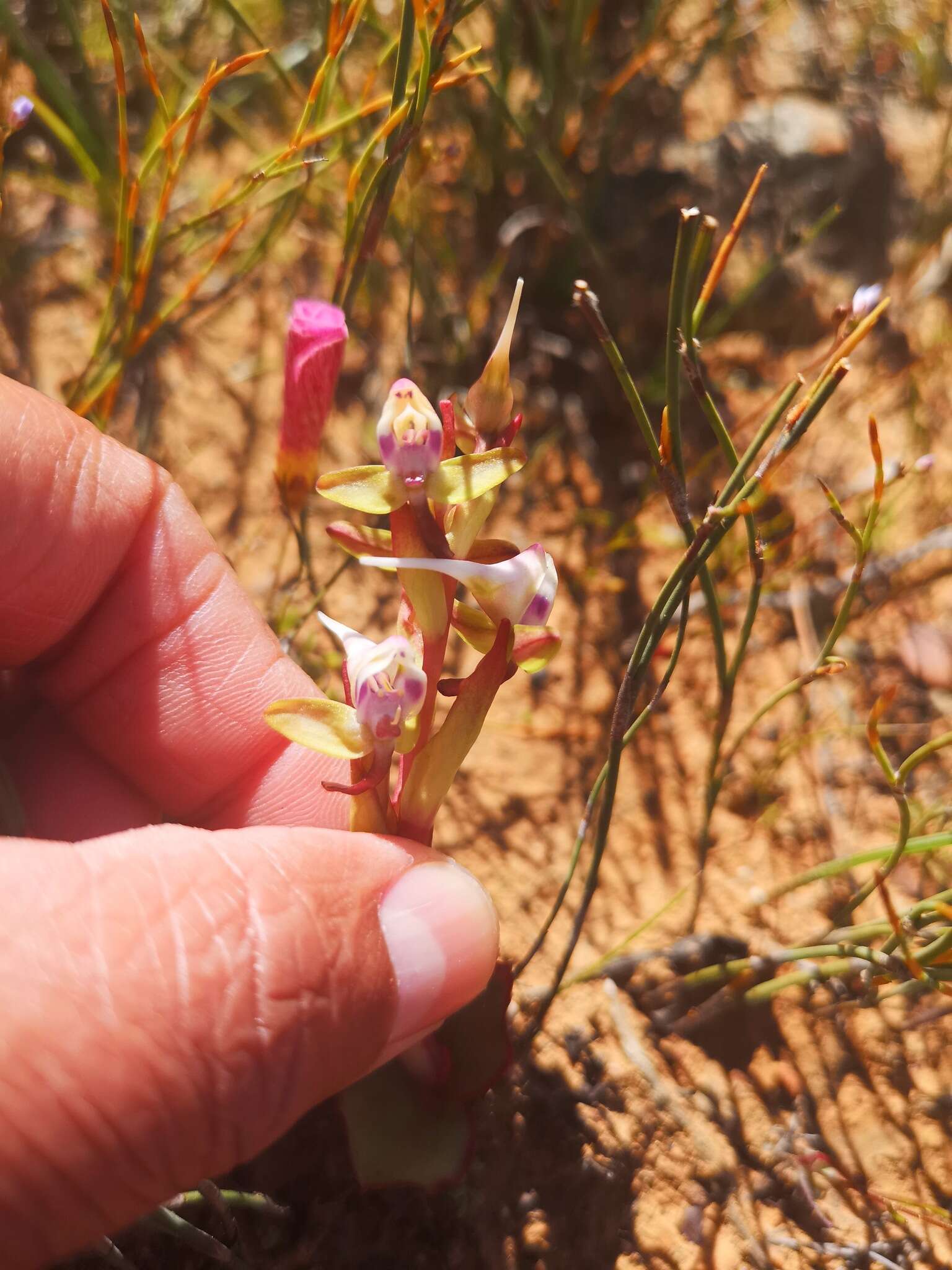 Image of Disa ovalifolia Sond.