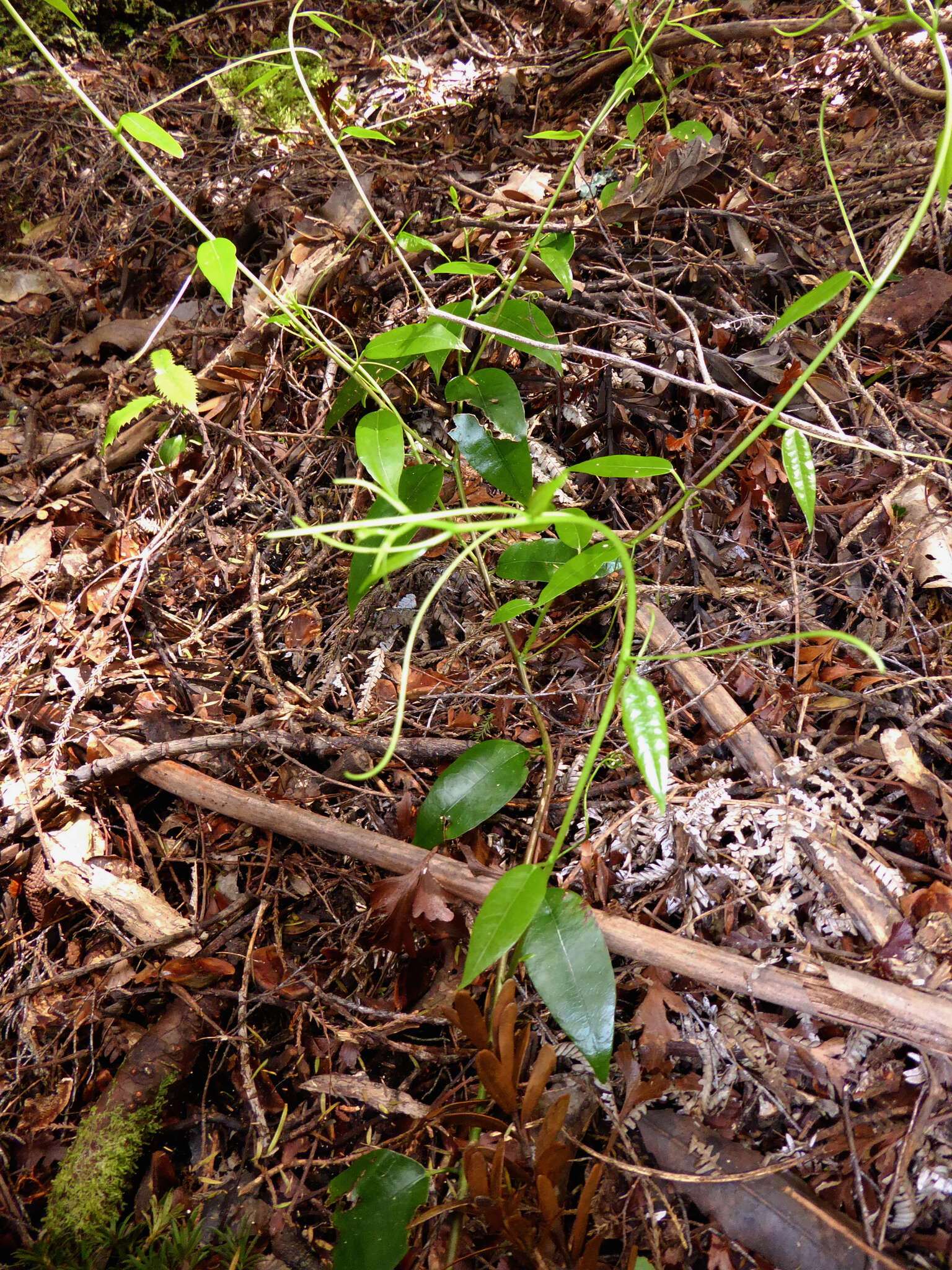 Image of Passiflora tetrandra Banks & Soland. ex DC.