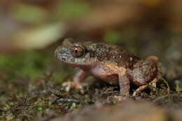 Image of Leptobrachella laui (Sung, Yang & Wang 2014)