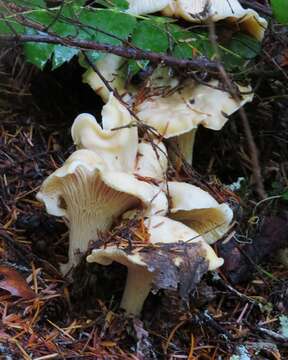 Слика од Cantharellus subalbidus A. H. Sm. & Morse 1947