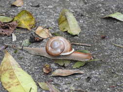 Image of Hispaniolana dominicensis (L. Pfeiffer 1850)