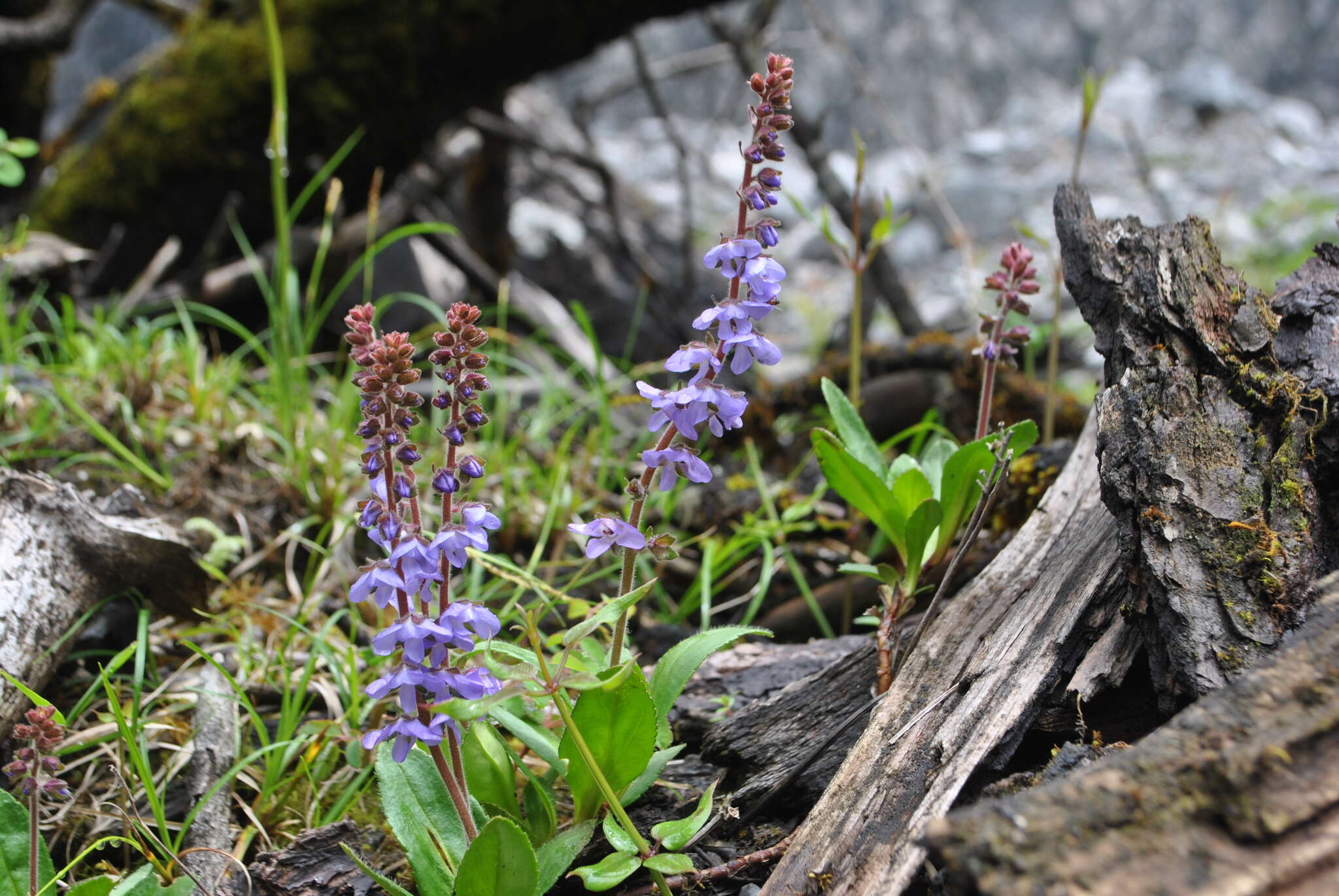 Plancia ëd Veronica piroliformis Franch.