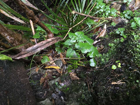 Image of Urtica sykesii Grosse-Veldm. & Weigend