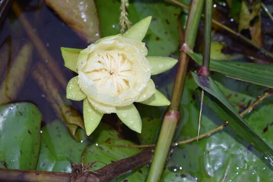 Image of Amazon Water-Lily