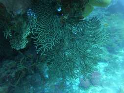 Image of Black Sea fan