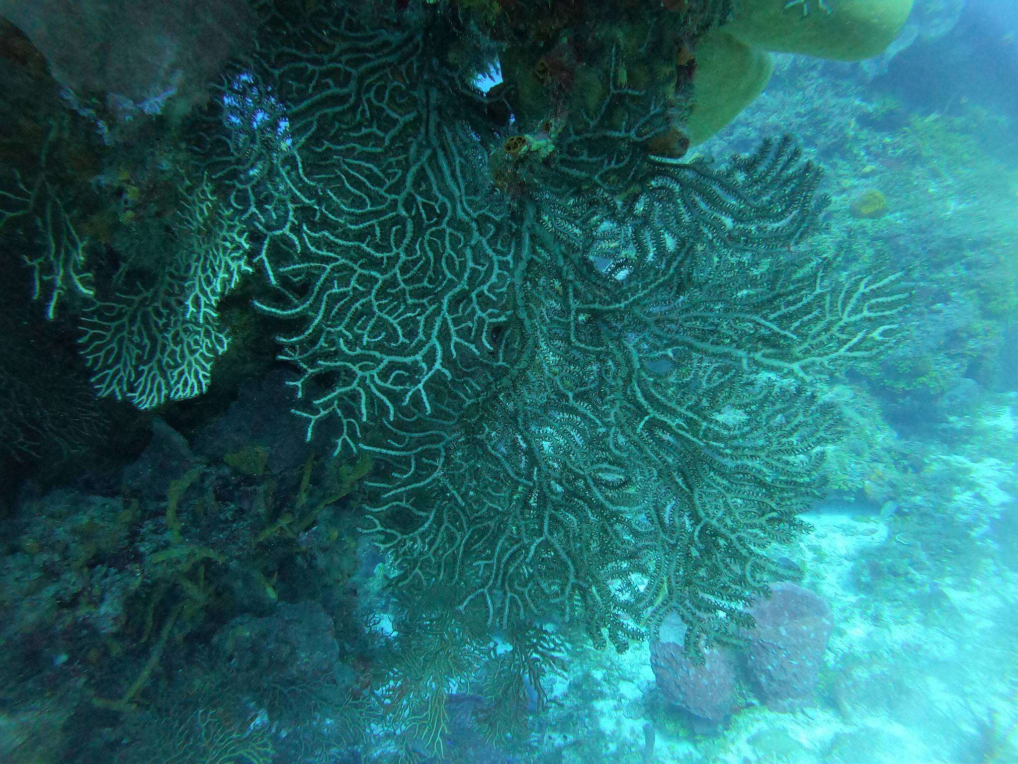 Image of Black Sea fan