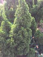 Image of Chinese Juniper