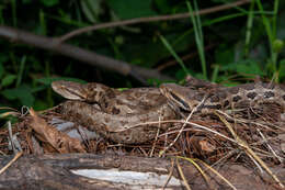 Image of Cerrophidion wilsoni Jadin, Townsend, Castoe & Campbell 2012