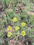 Слика од Afrosciadium magalismontanum (Sond.) Winter