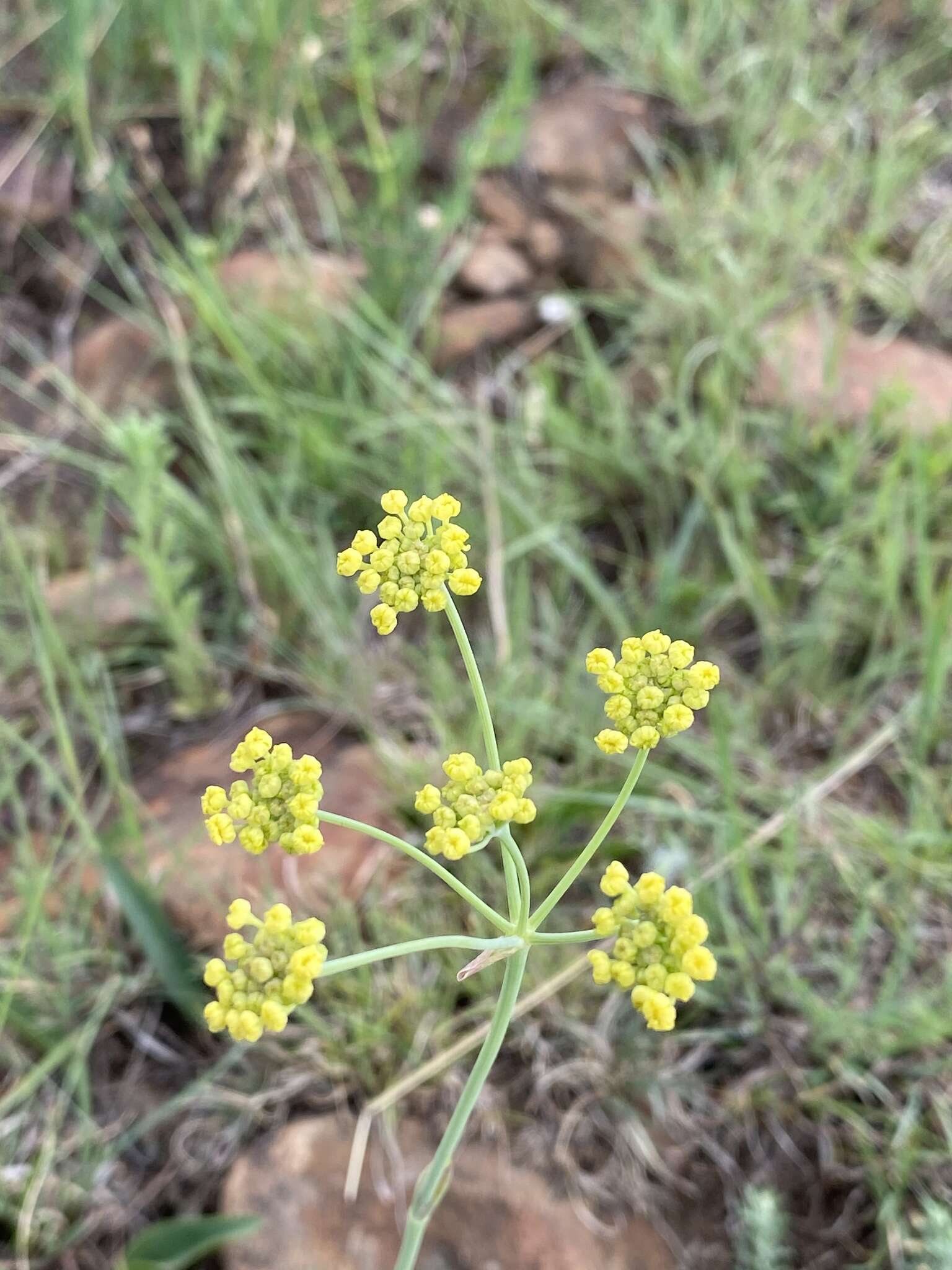 Слика од Afrosciadium magalismontanum (Sond.) Winter