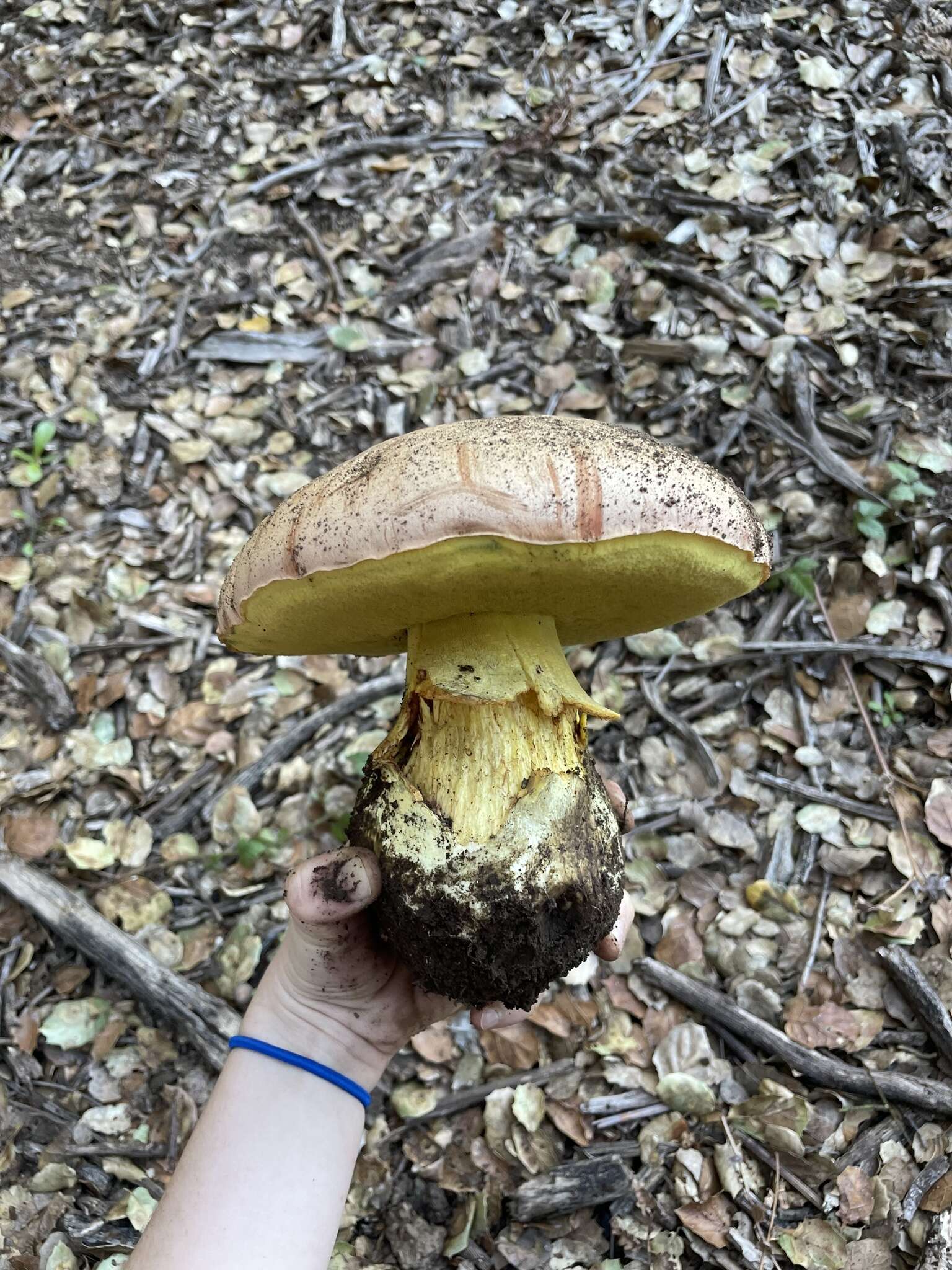 Image de Butyriboletus persolidus D. Arora & J. L. Frank 2014