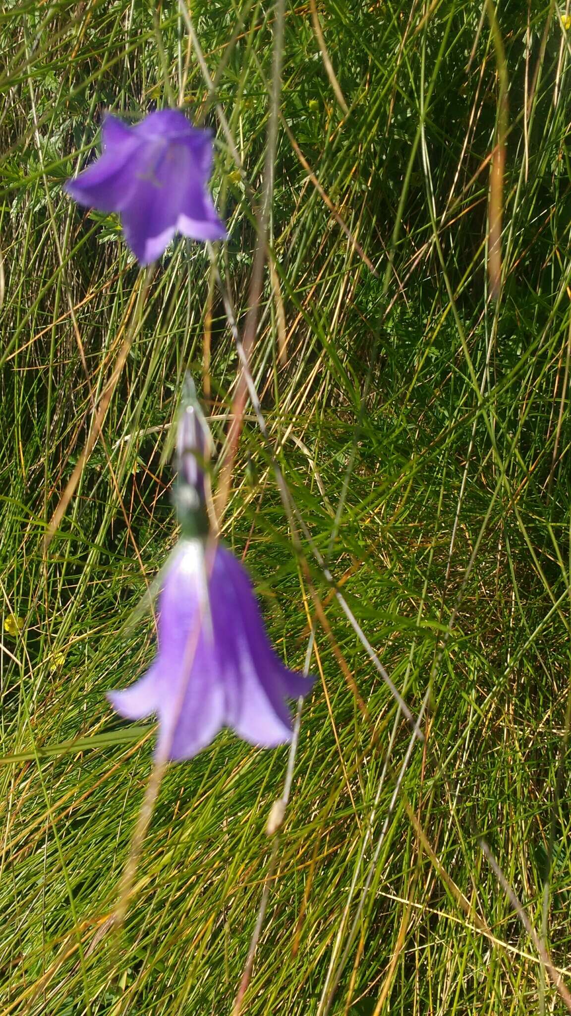 Image of Scheuchzer's Bellflower