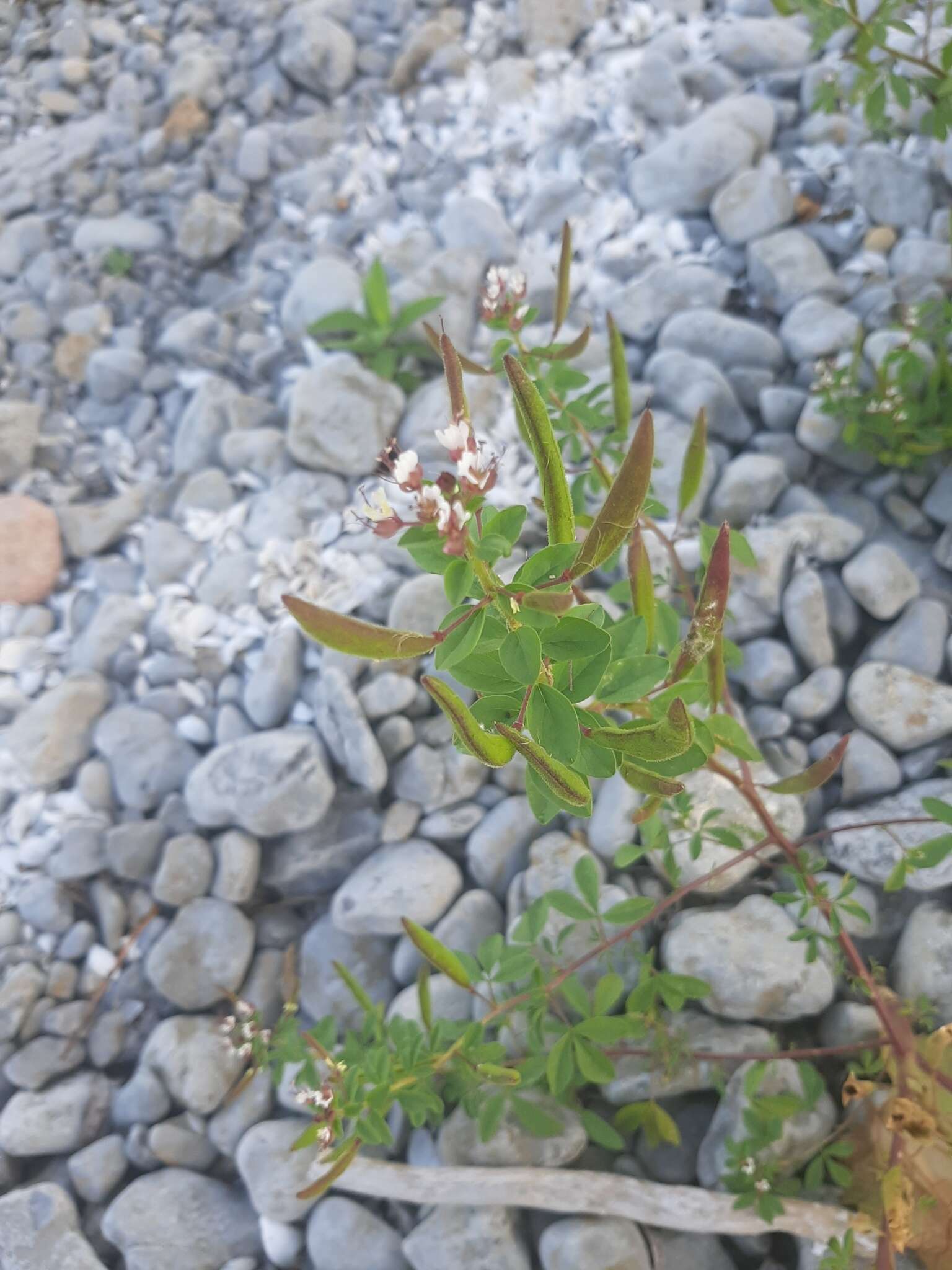 Imagem de Polanisia dodecandra subsp. dodecandra