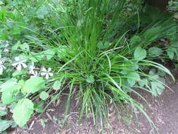 Image of James' sedge