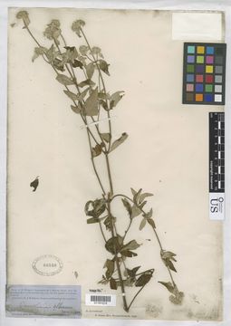 Image of White-Leaf Mountain-Mint