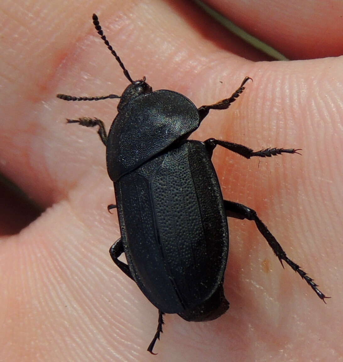 Image of Silpha (Silpha) obscura obscura Linnaeus 1758