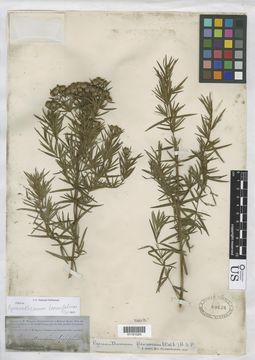 Image of narrowleaf mountainmint