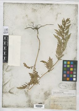 Image of American water horehound