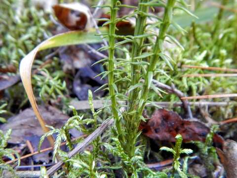 Imagem de Dendrolycopodium