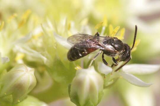 صورة Lasioglossum interruptum (Panzer 1798)