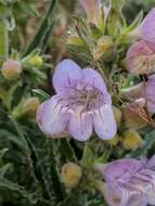 Image of James' beardtongue