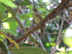 Image of Charlotte's Bulbul