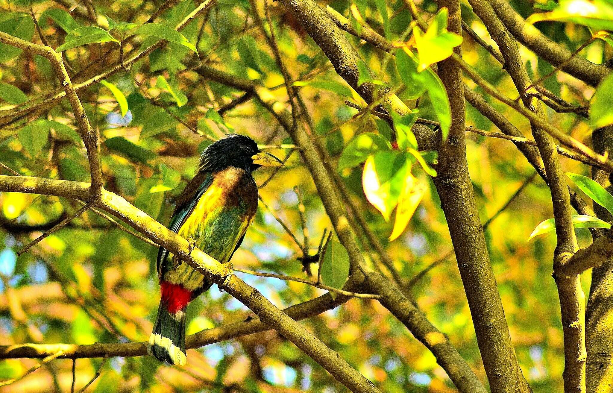 Image of Great Barbet