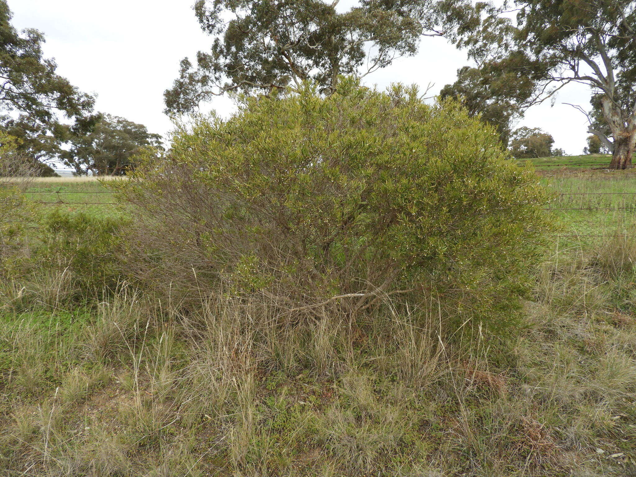 Image de Eremophila deserti (Cunn. ex Benth.) R. J. Chinnock