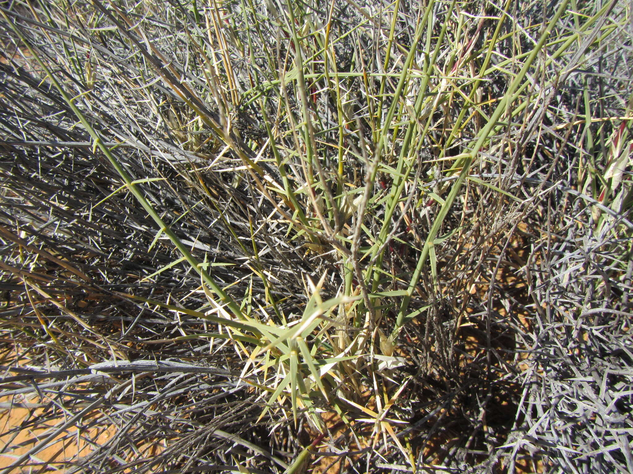 Image of Cladoraphis spinosa (L. fil.) S. M. Phillips