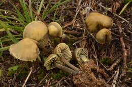 Mycena chlorantha (Fr.) P. Kumm. 1871 resmi