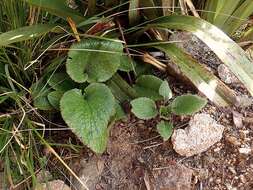 Imagem de Ourisia macrophylla Hook.