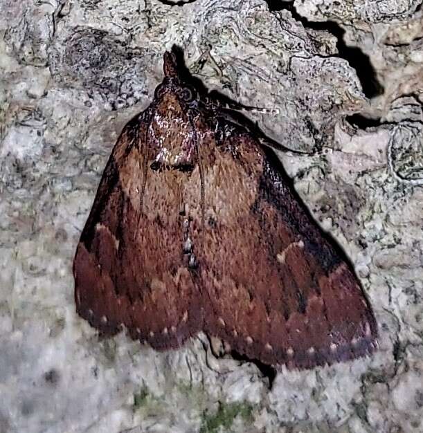 Image of Asimina webworm moth