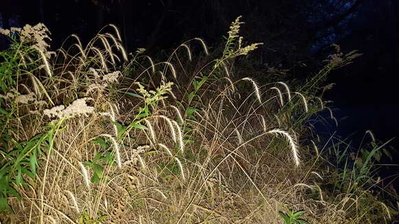 Elymus riparius Wiegand resmi