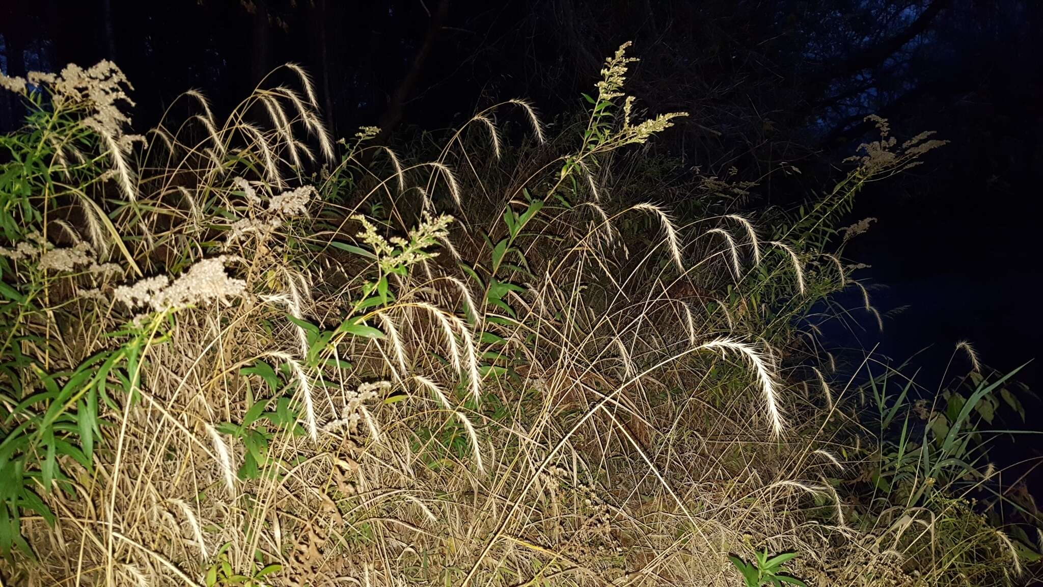 Слика од Elymus riparius Wiegand