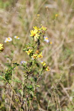 Image of Jacobaea erucifolia subsp. argunensis (Turcz.) Veldkamp