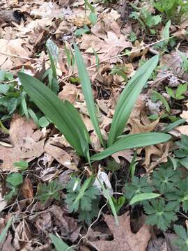 Sivun Allium tricoccum var. burdickii Hanes kuva