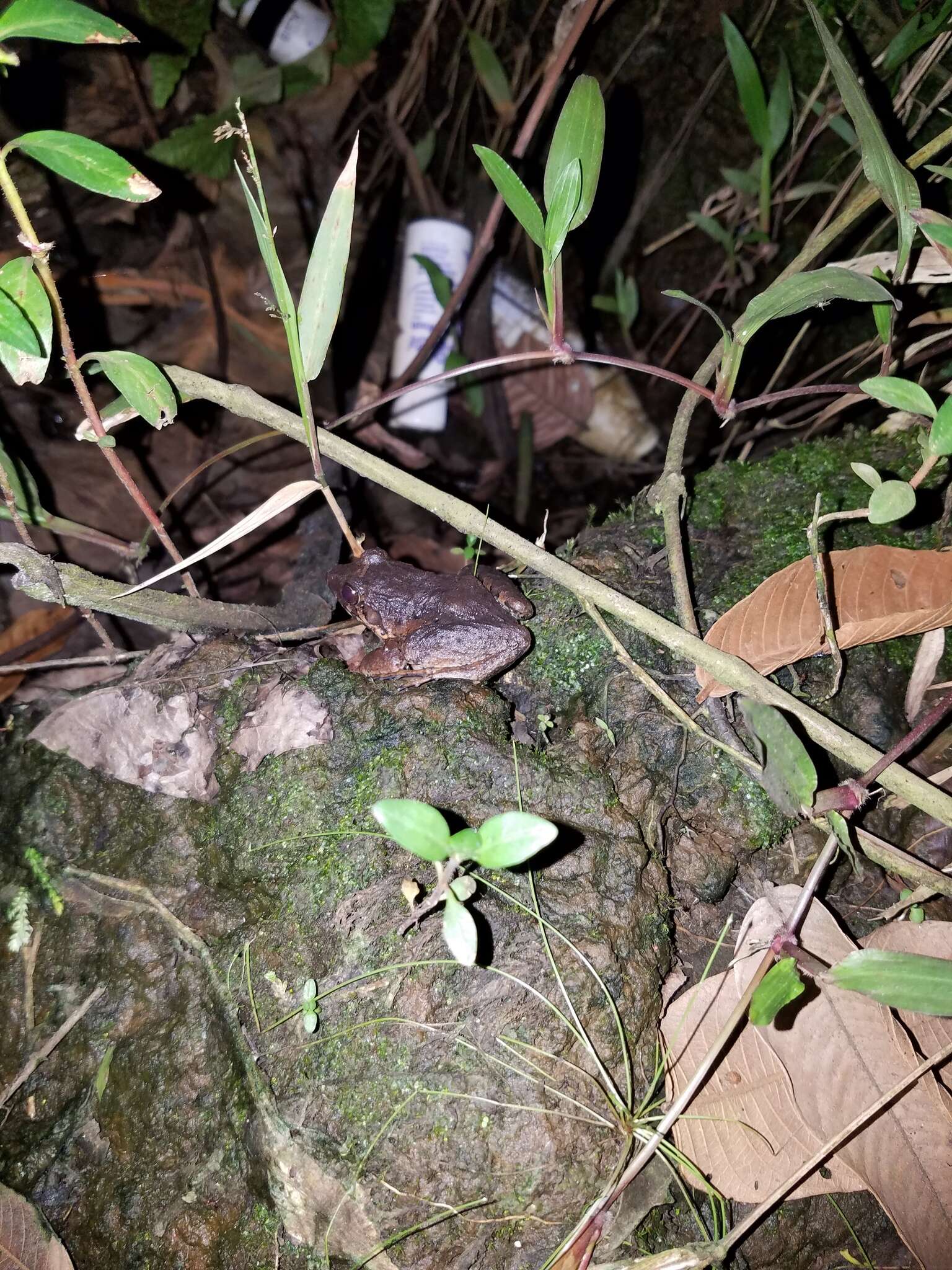 Imagem de Leptodactylus wagneri (Peters 1862)