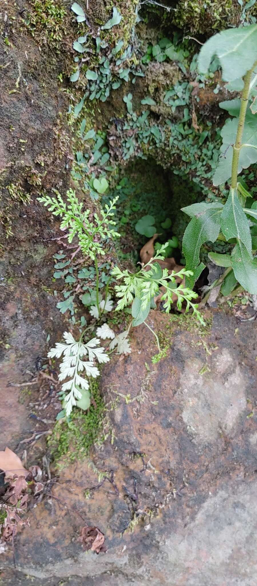 Gastoniella chaerophylla (Desv.) Li Bing Zhang & Liang Zhang的圖片