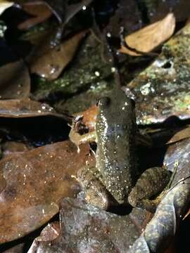 Image of Crossodactylus dantei Carcerelli & Caramaschi 1993