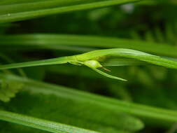 Image of Cordilleran sedge