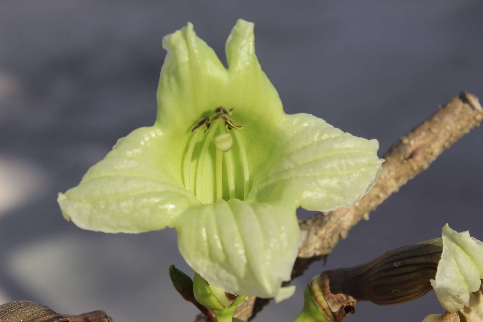 Image de Parmentiera aculeata (Kunth) L. O. Williams