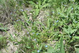 Image of Anchusa thessala Boiss. & Spruner