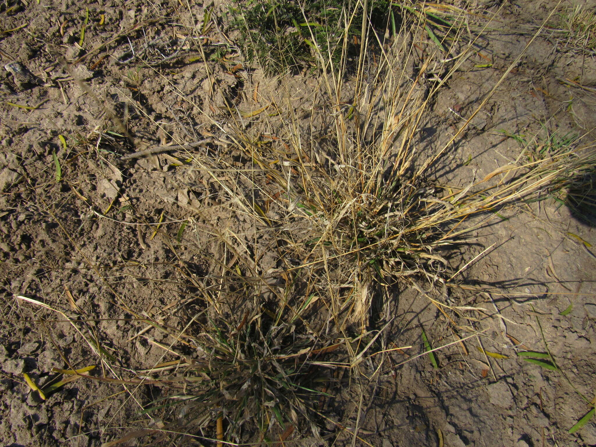 Plancia ëd Sporobolus pyramidatus (Lam.) Hitchc.