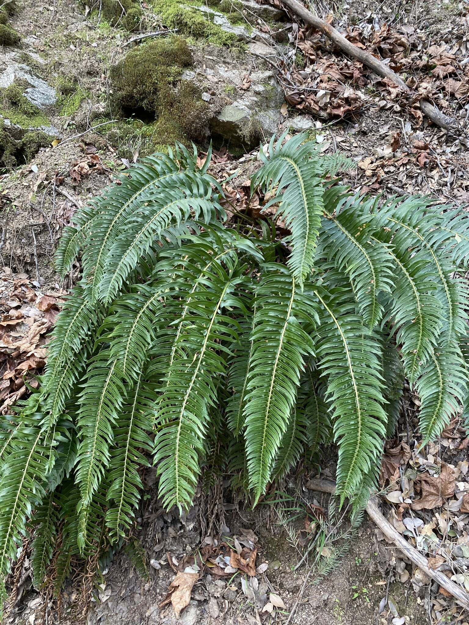 Image of narrowleaf swordfern