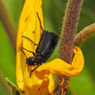 Image of Punctate Blister Beetle