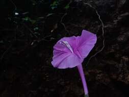 Слика од Ipomoea purga (Wender.) Hayne